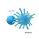 Enlivex Therapeutics Ltd.